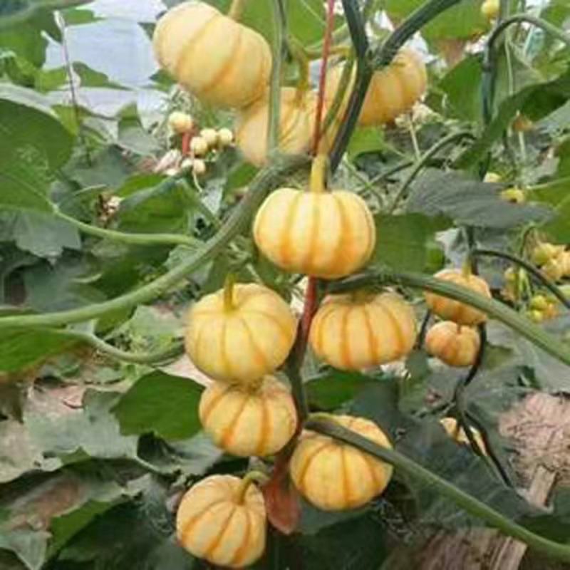黄金贝贝黄贝贝迷你小南瓜种子板栗风味粉糯甜观赏食用