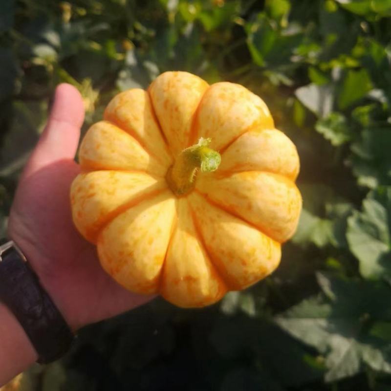 黄金贝贝黄贝贝迷你小南瓜种子板栗风味粉糯甜观赏食用