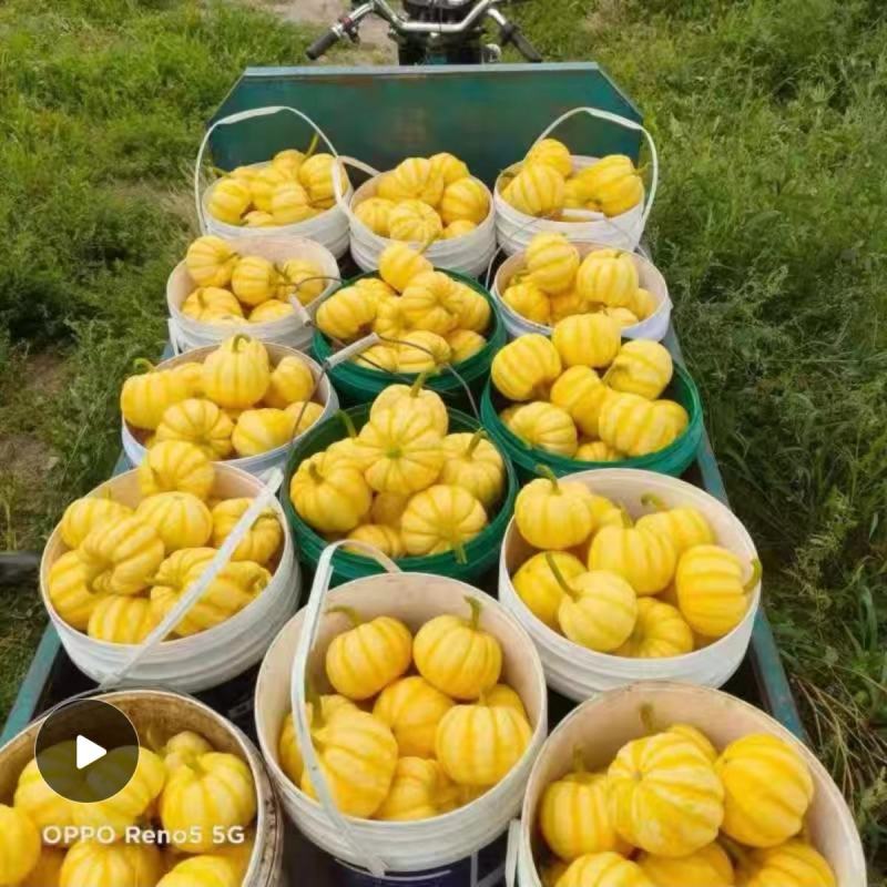 黄金贝贝黄贝贝迷你小南瓜种子板栗风味粉糯甜观赏食用
