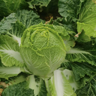 纯纯高山大白菜蔬菜供不应求诚信为大家服务