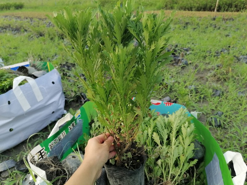 木春菊农户批发，小杯和大杯木春菊都有，批发大量的木春菊苗