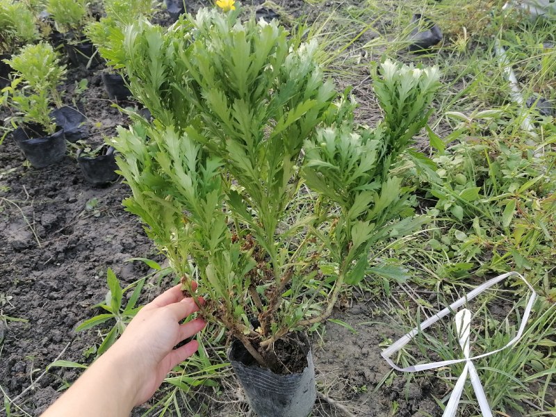 木春菊农户批发，小杯和大杯木春菊都有，批发大量的木春菊苗