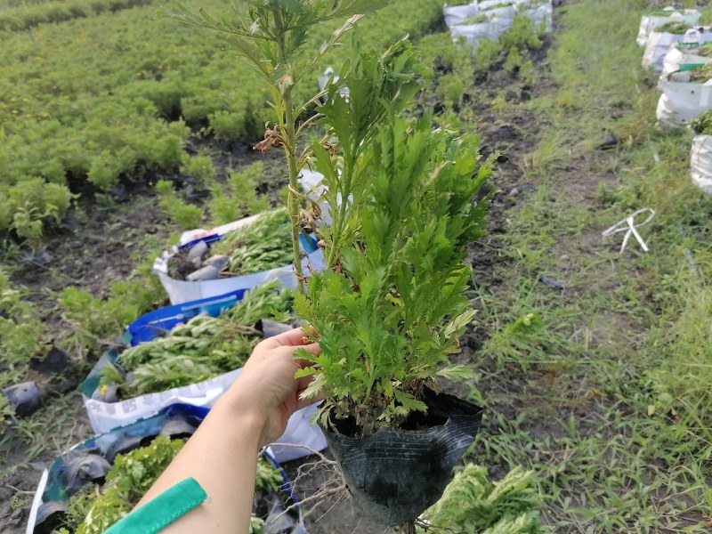 木春菊农户批发，小杯和大杯木春菊都有，批发大量的木春菊苗