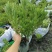 木春菊农户批发，小杯和大杯木春菊都有，批发大量的木春菊苗