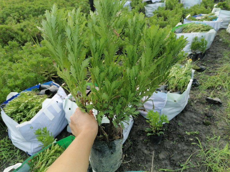 木春菊农户批发，小杯和大杯木春菊都有，批发大量的木春菊苗
