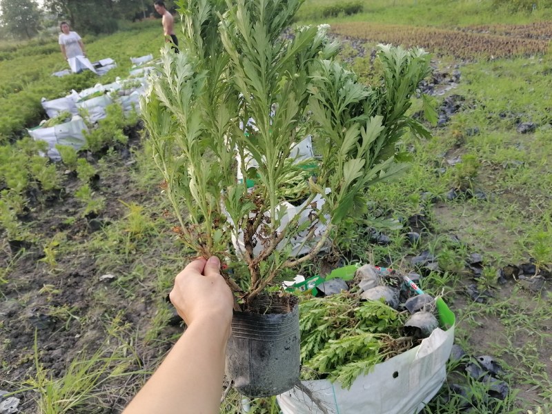 木春菊农户批发，小杯和大杯木春菊都有，批发大量的木春菊苗