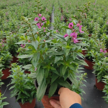 香彩雀盆栽好养易活花期长带花苞庭院阳台室外植物花卉