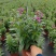 香彩雀盆栽好养易活花期长带花苞庭院阳台室外植物花卉