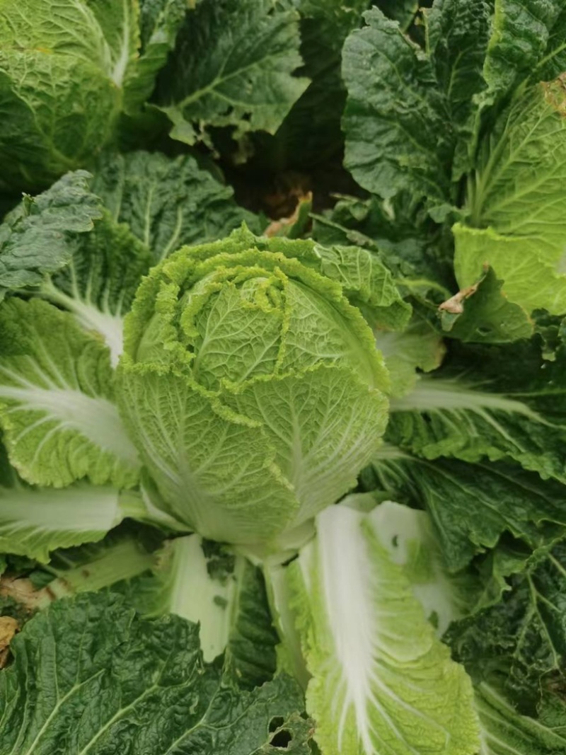 纯纯高山大白菜蔬菜供不应求诚信为大家服务