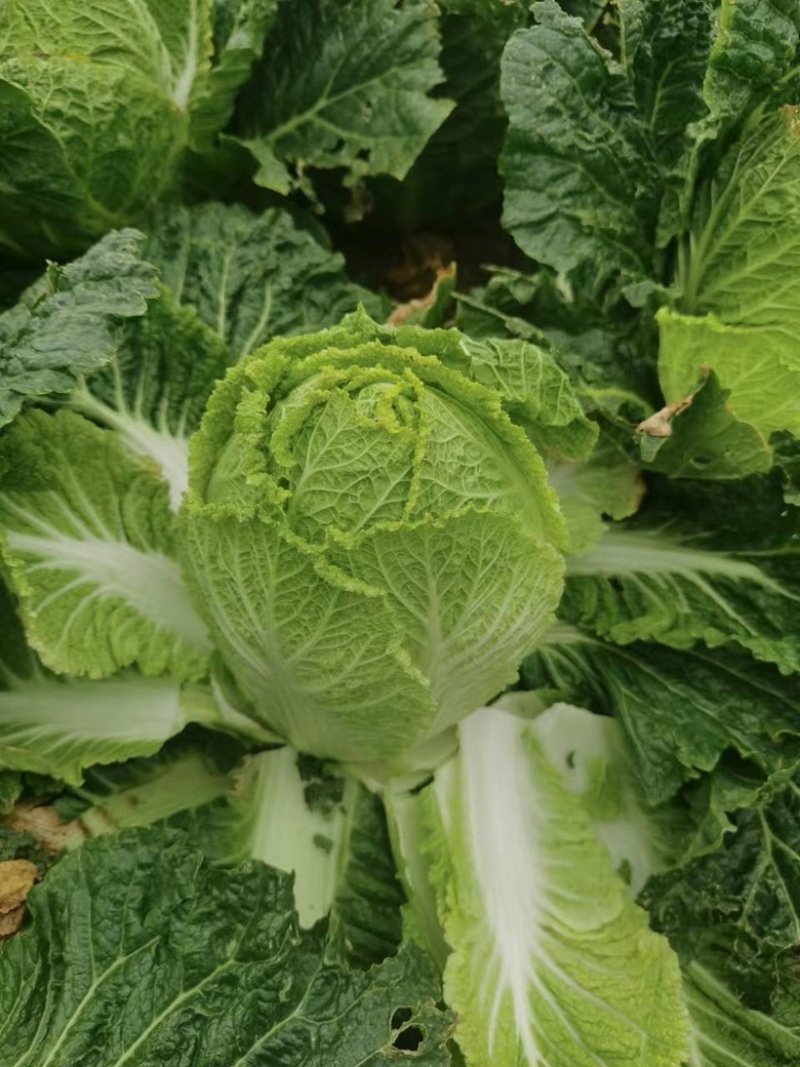 纯纯高山大白菜蔬菜供不应求诚信为大家服务