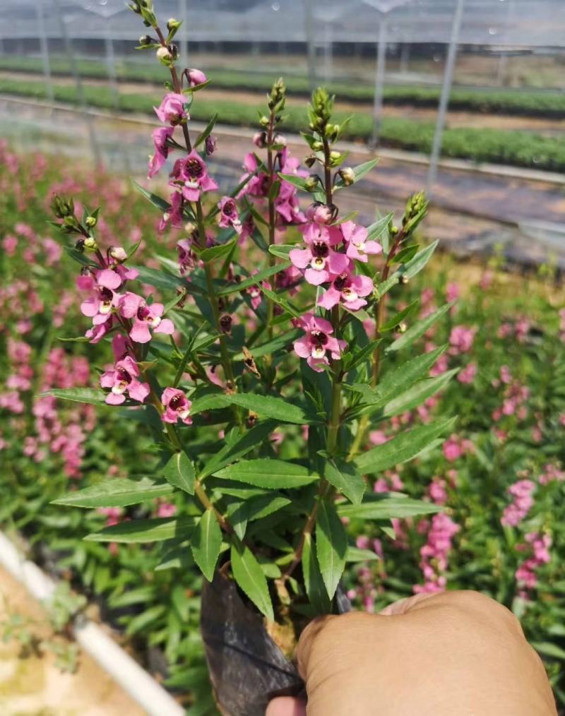 香彩雀盆栽好养易活花期长带花苞庭院阳台室外植物花卉