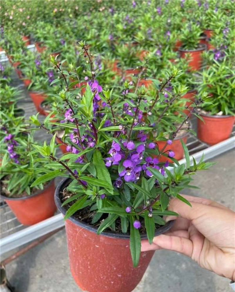 香彩雀盆栽好养易活花期长带花苞庭院阳台室外植物花卉