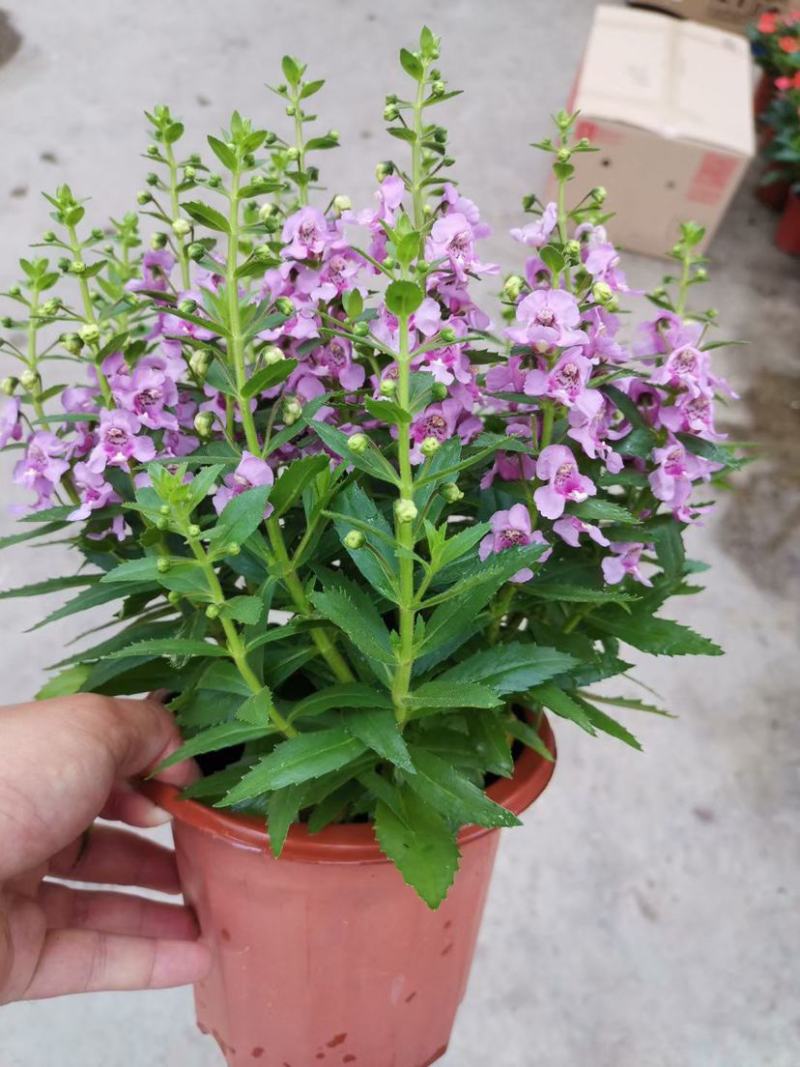 香彩雀盆栽好养易活花期长带花苞庭院阳台室外植物花卉