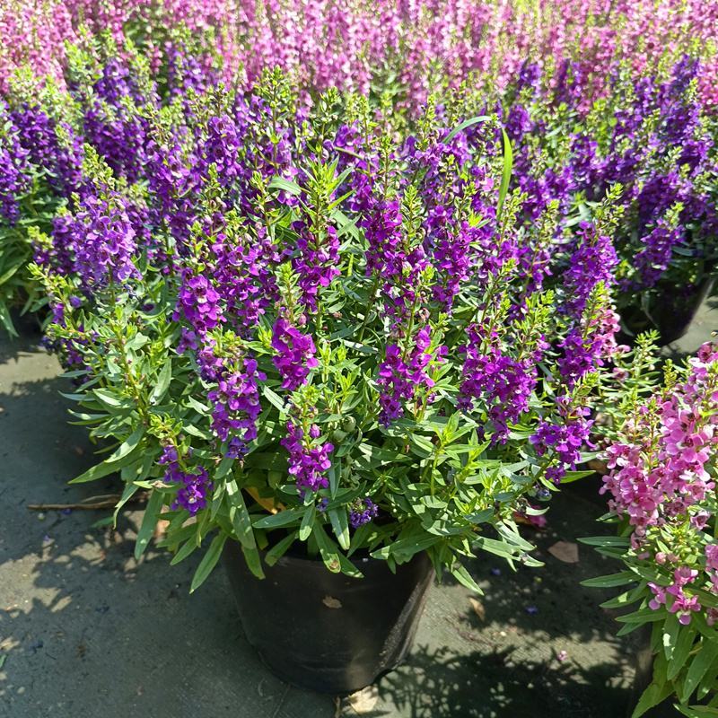 香彩雀盆栽好养易活花期长带花苞庭院阳台室外植物花卉
