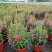 香彩雀盆栽好养易活花期长带花苞庭院阳台室外植物花卉