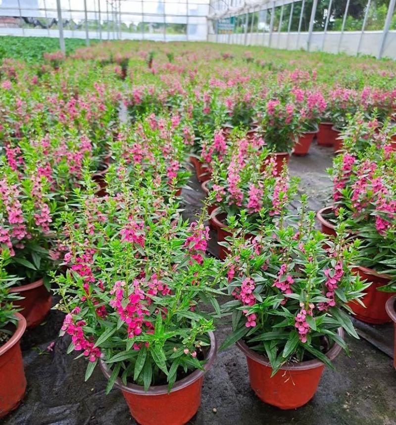 香彩雀盆栽好养易活花期长带花苞庭院阳台室外植物花卉