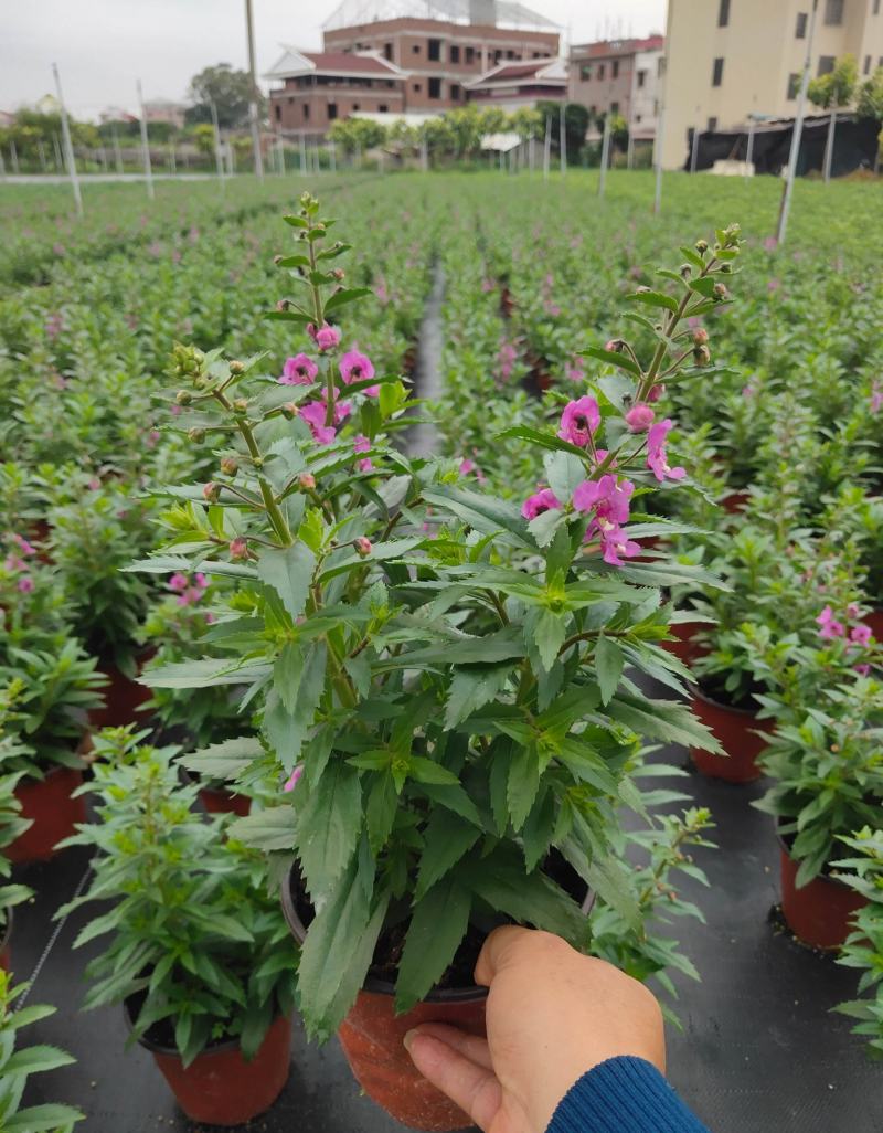 香彩雀盆栽好养易活花期长带花苞庭院阳台室外植物花卉