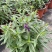 香彩雀盆栽好养易活花期长带花苞庭院阳台室外植物花卉