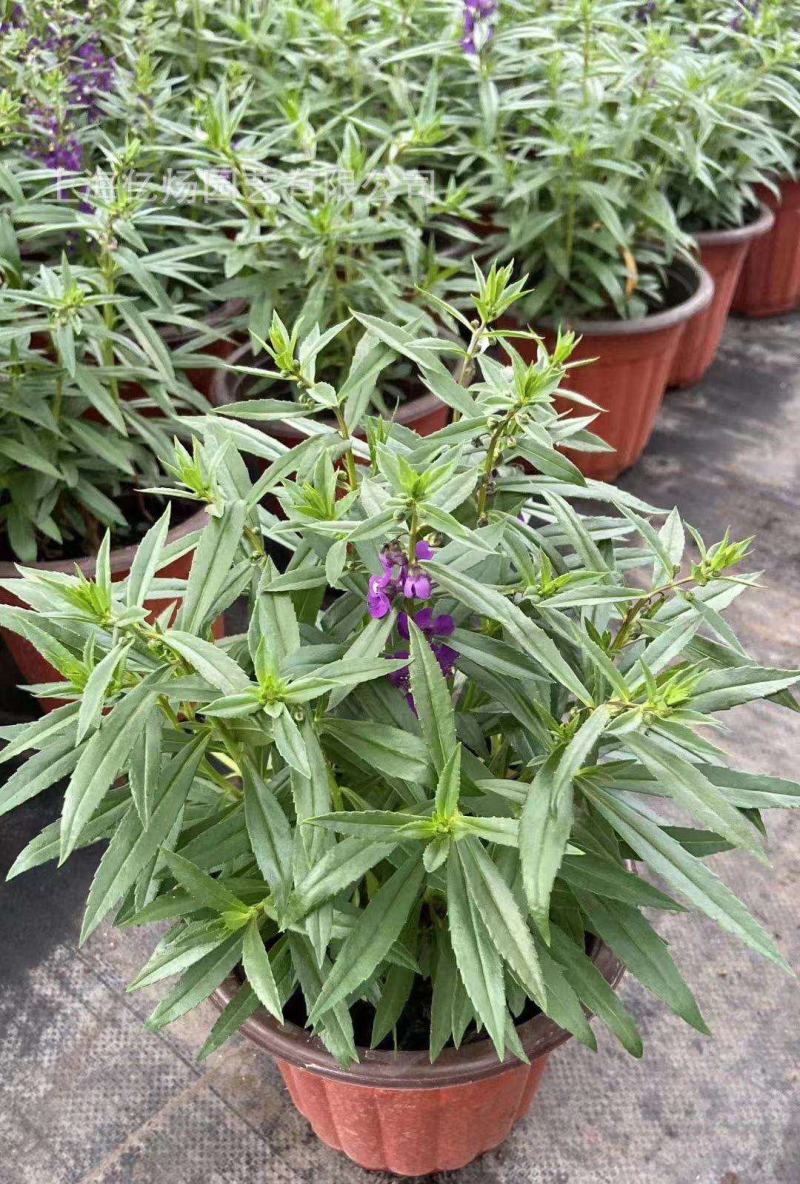 香彩雀盆栽好养易活花期长带花苞庭院阳台室外植物花卉