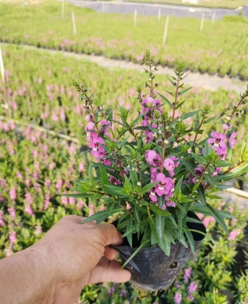 香彩雀盆栽好养易活花期长带花苞庭院阳台室外植物花卉