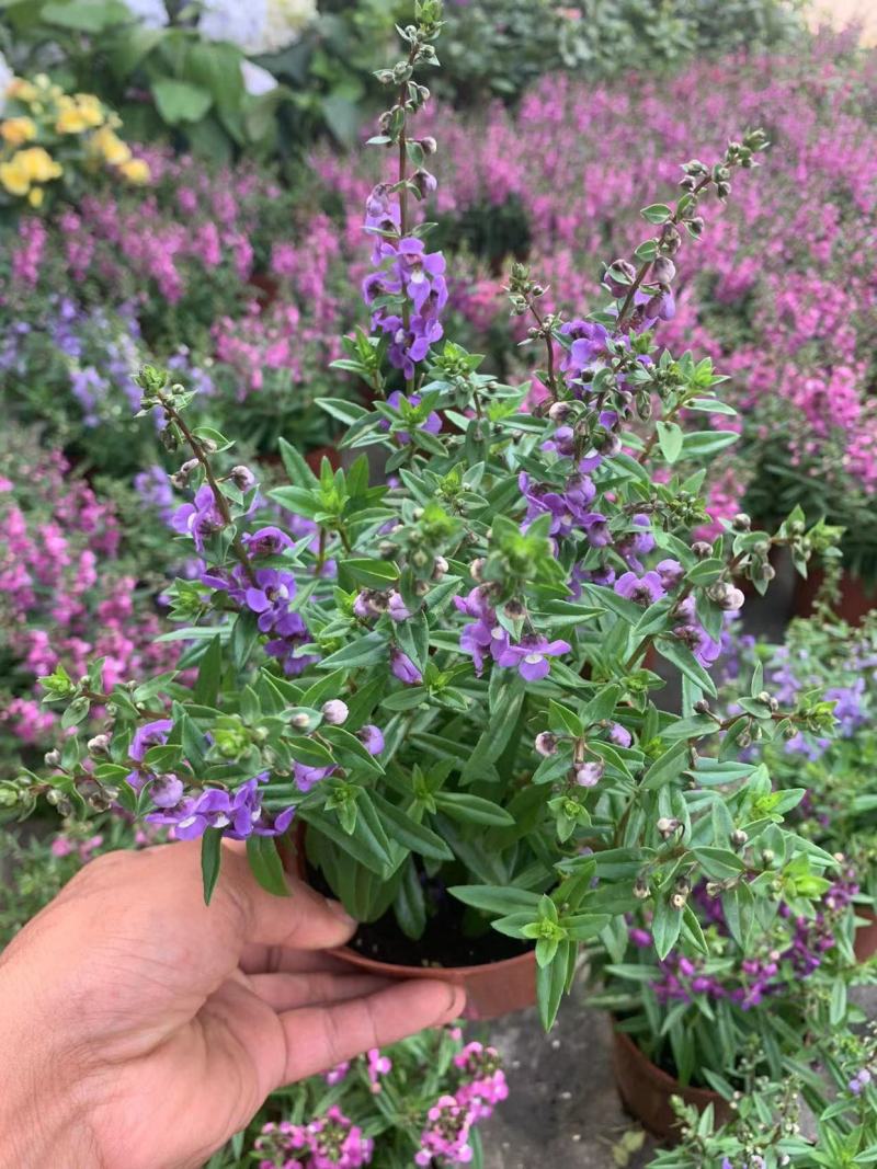香彩雀盆栽好养易活花期长带花苞庭院阳台室外植物花卉
