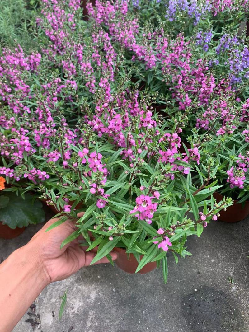 香彩雀盆栽好养易活花期长带花苞庭院阳台室外植物花卉