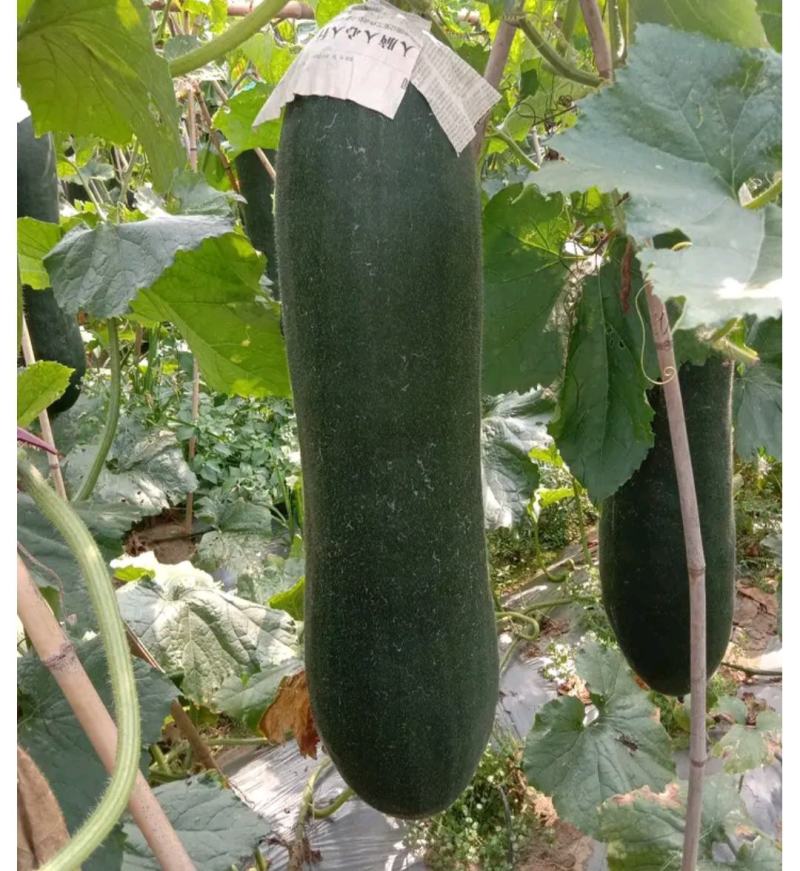 吊冬瓜黑皮吊冬瓜，广西的冬瓜大量上市，品质保证，条形直！