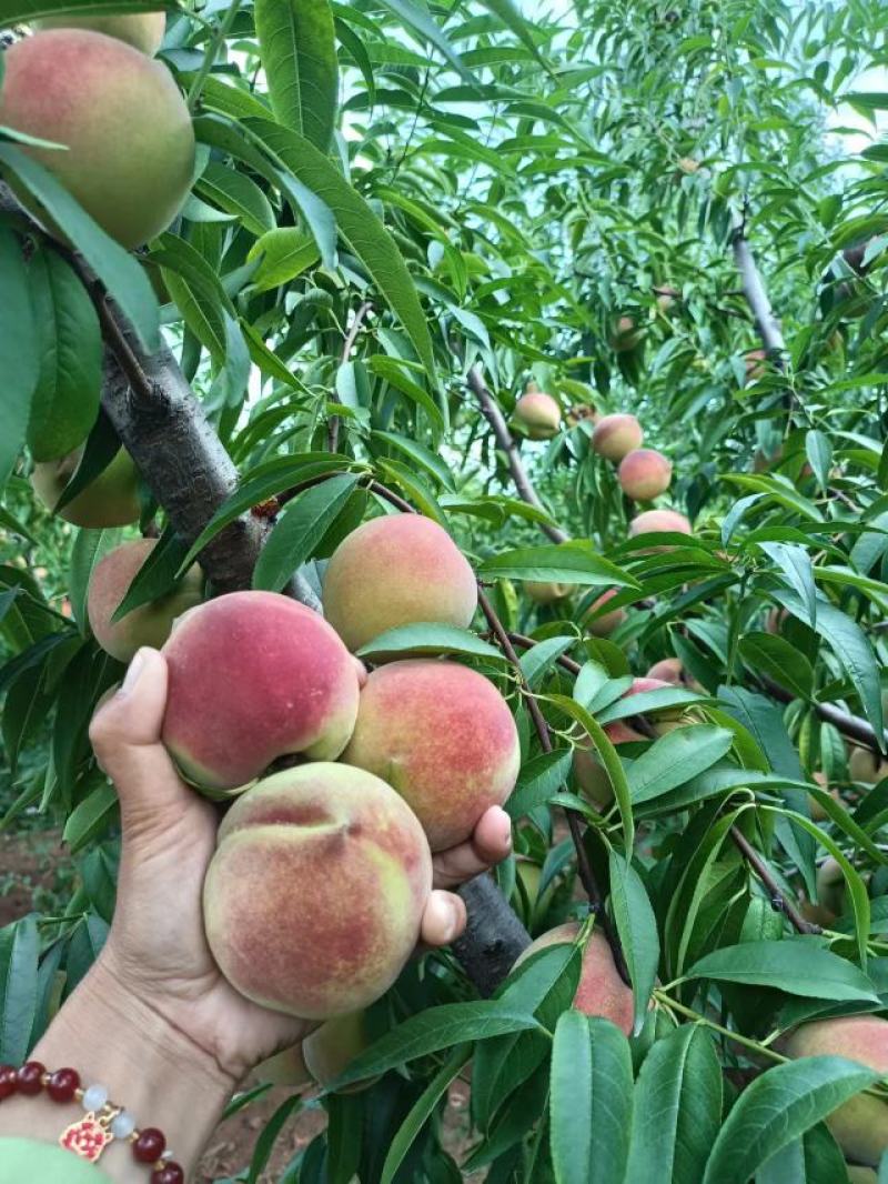 山东冬桃平邑冬桃大量上市，全国发货质量保证口感甜脆