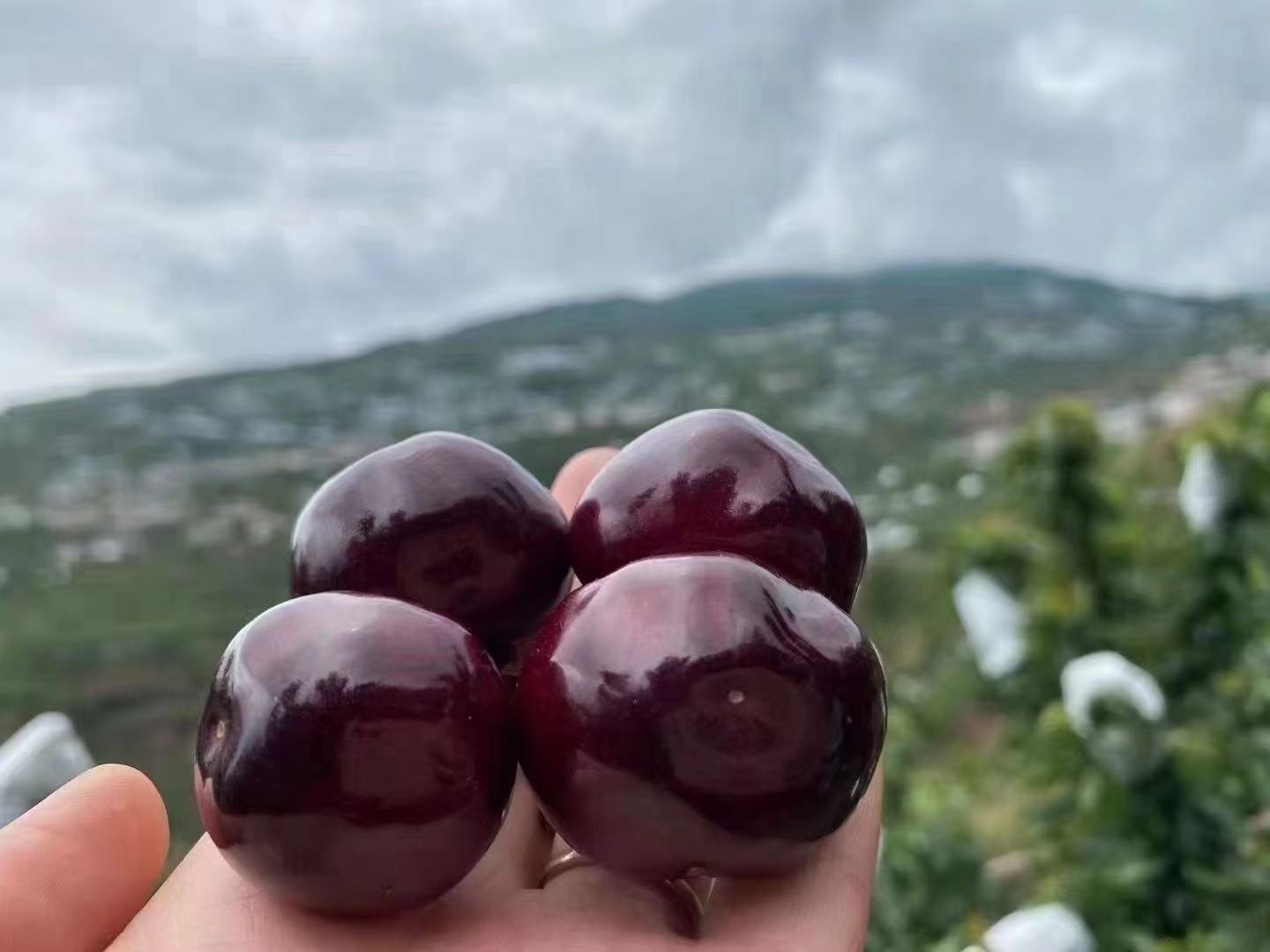 图片说明:流程图展示智利车厘子从采摘到中国的全过程:第一步为果园机械辅助采摘,第二步为预冷处理(1℃冷水循环),第三步为自动化光学分选机按大小、颜色、瑕疵分级,第四步为真空包装+冷藏集装箱装船,第五步为中国海关冷链查验,第六步为商超冷链配送。配有温度标注与时间节点 智利车厘子冷链运输与分拣流程示意图