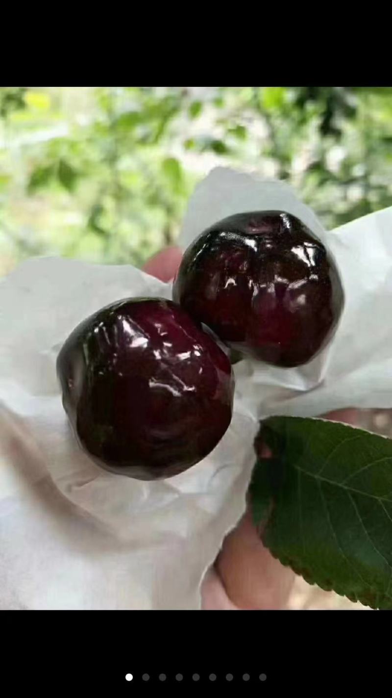 黑珍珠车厘子苗