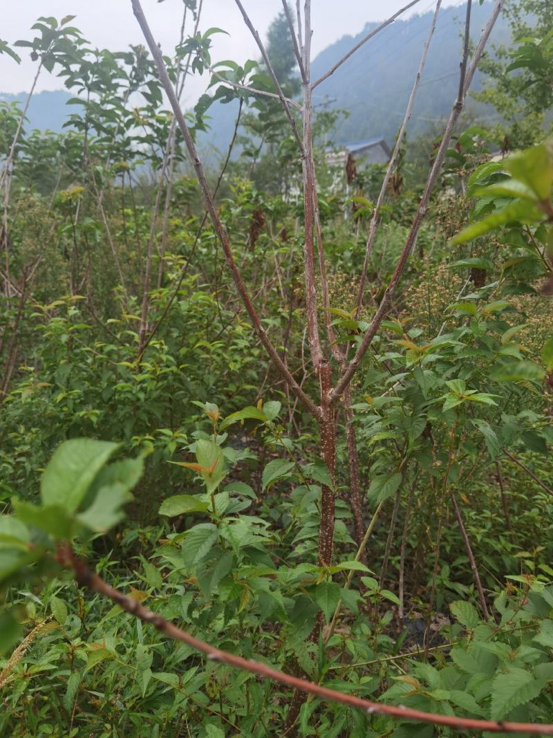 黑珍珠车厘子苗