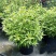大麻叶泽兰盆栽多年生花镜植物宿根紫茎泽兰耐寒好养