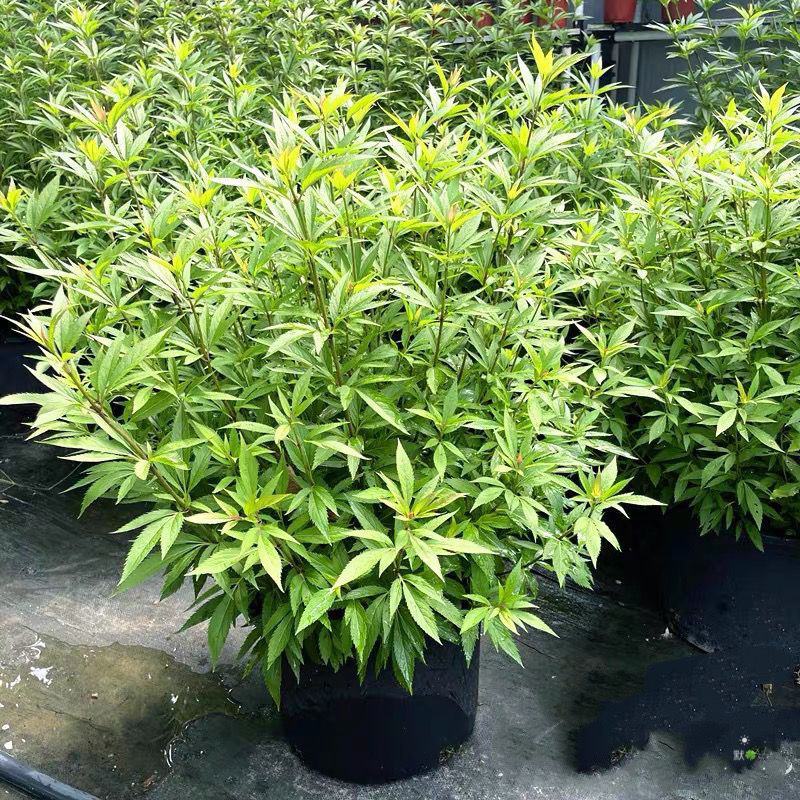 大麻叶泽兰盆栽多年生花镜植物宿根紫茎泽兰耐寒好养