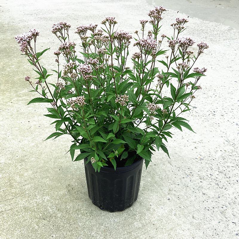 大麻叶泽兰盆栽多年生花镜植物宿根紫茎泽兰耐寒好养