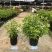 大麻叶泽兰盆栽多年生花镜植物宿根紫茎泽兰耐寒好养