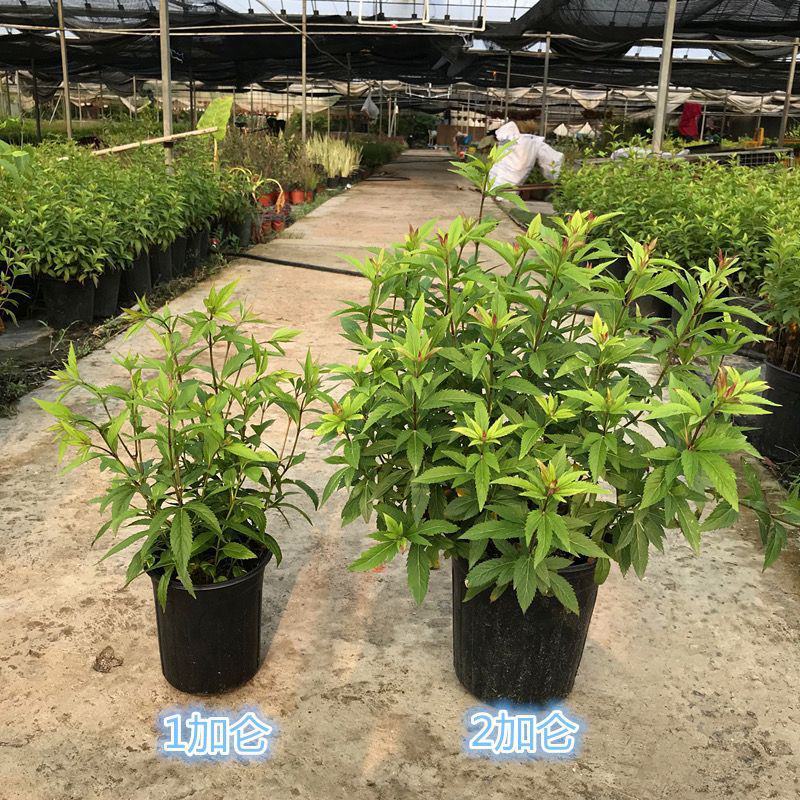 大麻叶泽兰盆栽多年生花镜植物宿根紫茎泽兰耐寒好养