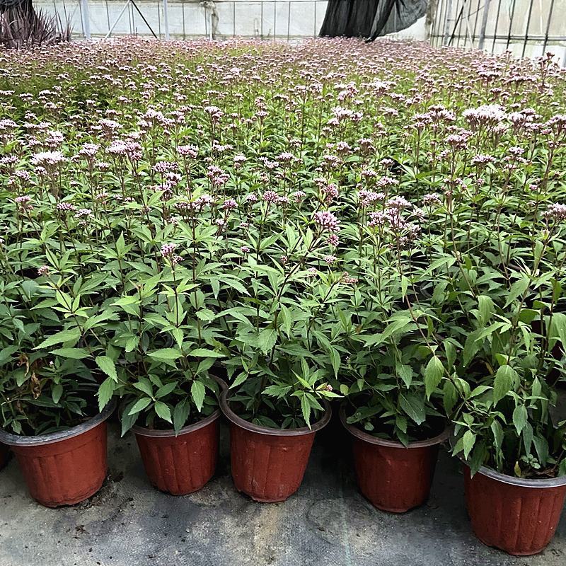 大麻叶泽兰盆栽多年生花镜植物宿根紫茎泽兰耐寒好养