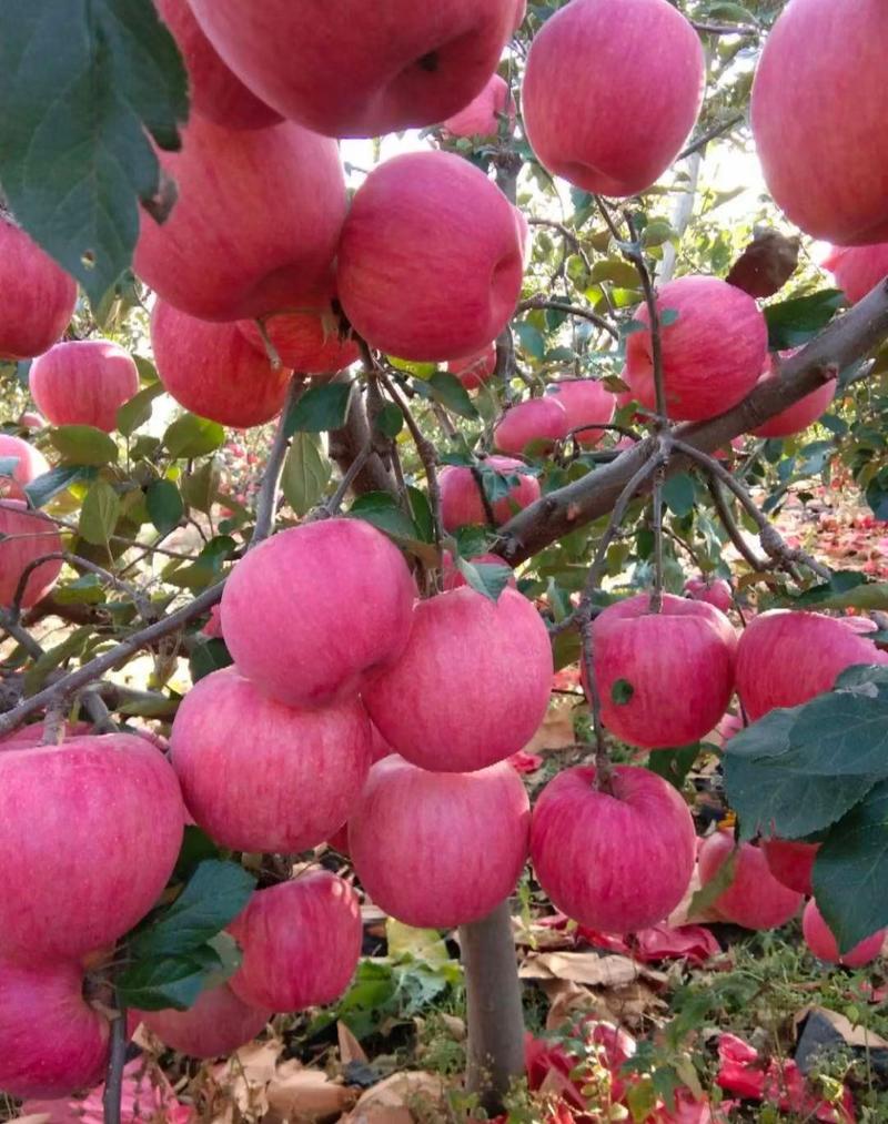 山东膜袋红富士苹果产地价格便宜色泽鲜艳库存老板联系