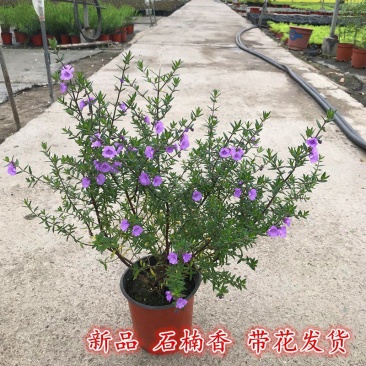 清新紫色石楠香盆栽庭院阳台花卉盆栽耐寒耐热多年生木本植物