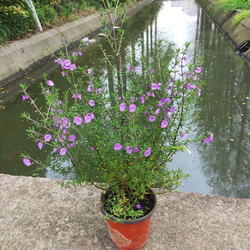 清新紫色石楠香盆栽庭院阳台花卉盆栽耐寒耐热多年生木本植物