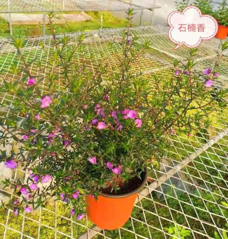 清新紫色石楠香盆栽庭院阳台花卉盆栽耐寒耐热多年生木本植物