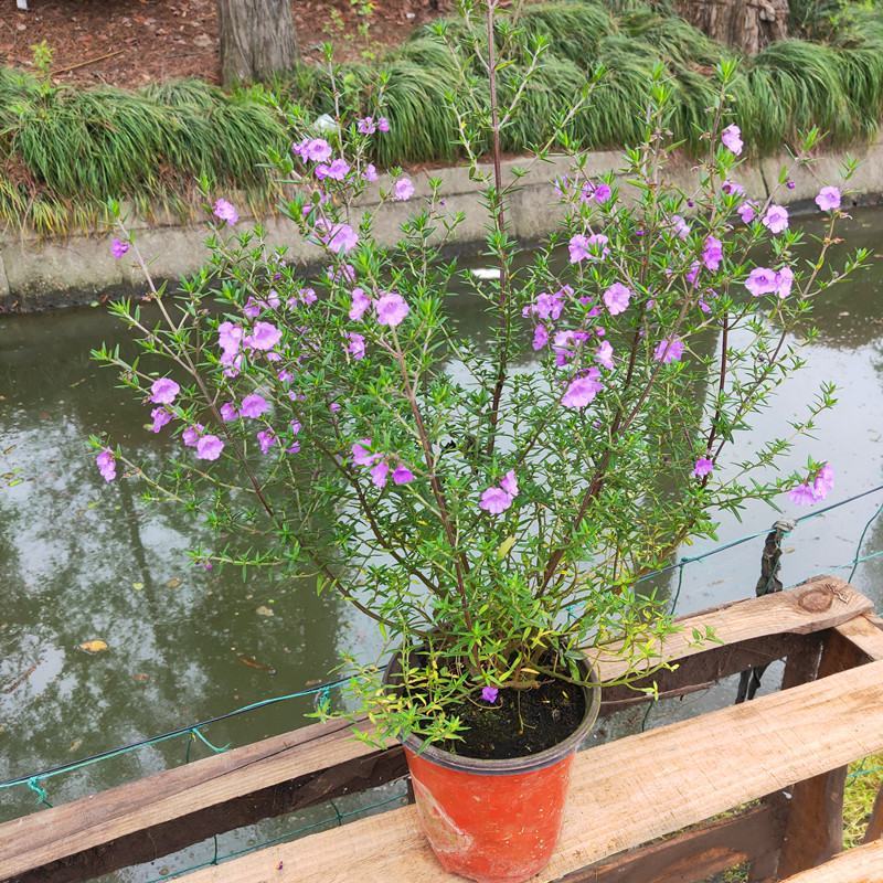 清新紫色石楠香盆栽庭院阳台花卉盆栽耐寒耐热多年生木本植物