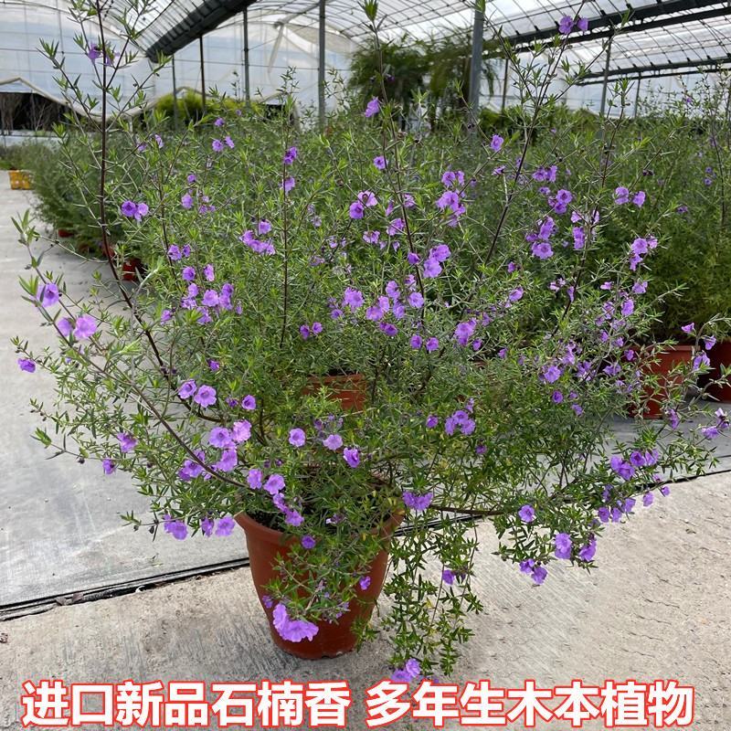 清新紫色石楠香盆栽庭院阳台花卉盆栽耐寒耐热多年生木本植物