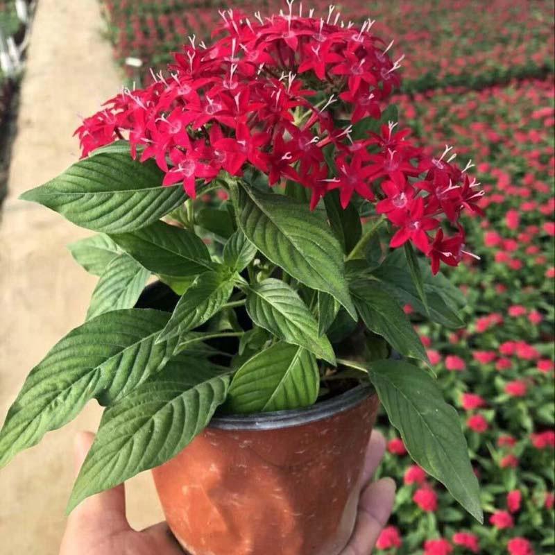 五星花盆栽庭院阳台四季开花繁星花带花苞耐热室外花园特色花