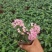 五星花盆栽庭院阳台四季开花繁星花带花苞耐热室外花园特色花