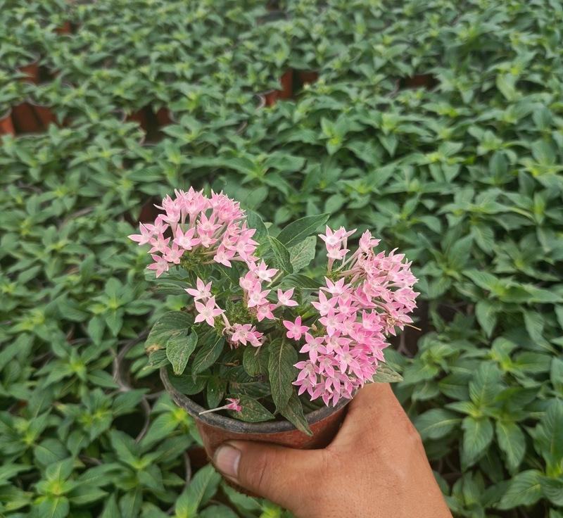 五星花盆栽庭院阳台四季开花繁星花带花苞耐热室外花园特色花