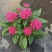 五星花盆栽庭院阳台四季开花繁星花带花苞耐热室外花园特色花