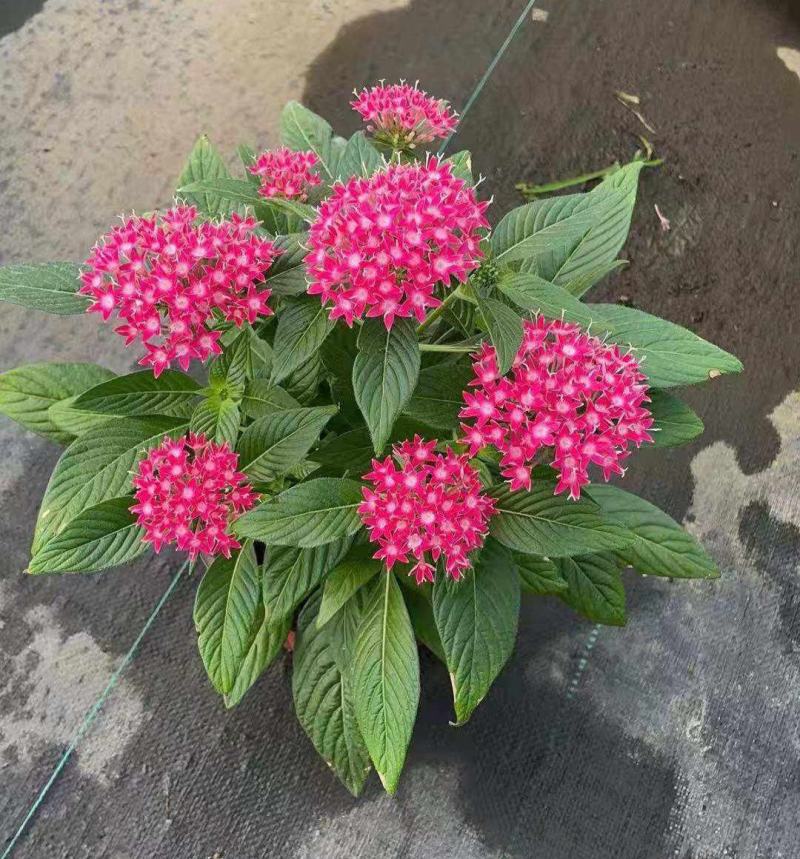 五星花盆栽庭院阳台四季开花繁星花带花苞耐热室外花园特色花