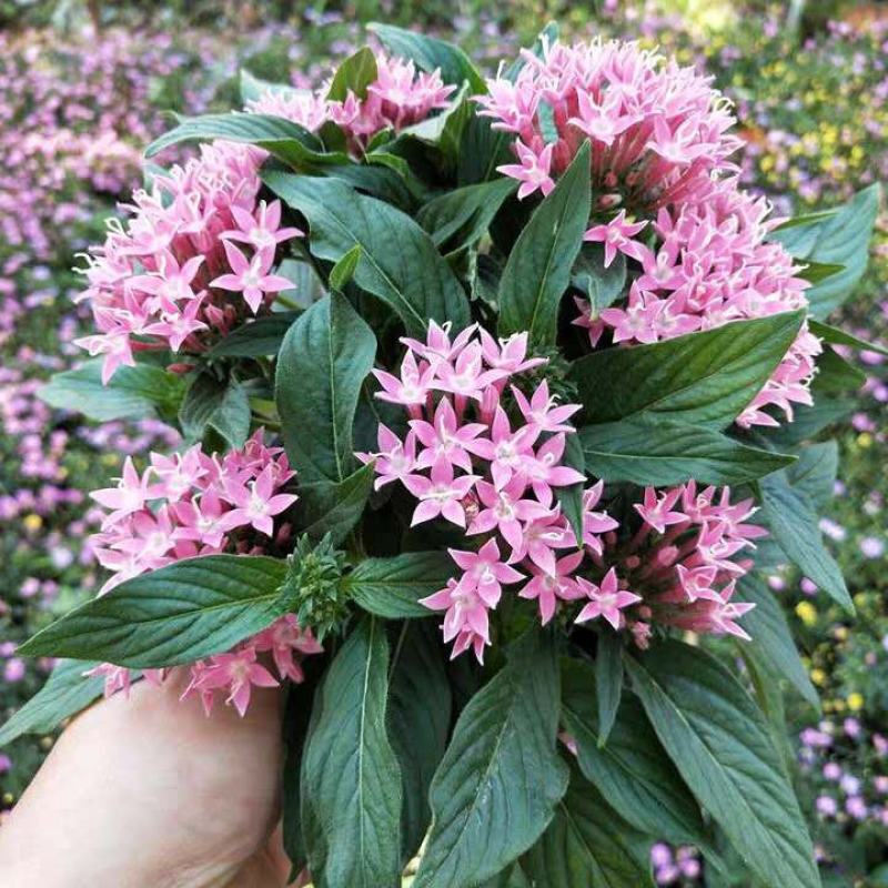 五星花盆栽庭院阳台四季开花繁星花带花苞耐热室外花园特色花