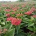 五星花盆栽庭院阳台四季开花繁星花带花苞耐热室外花园特色花